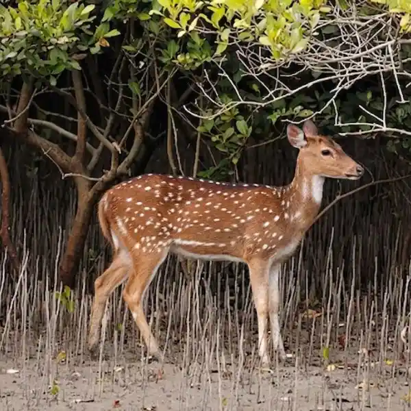 Beautiful Deer in Sundarban