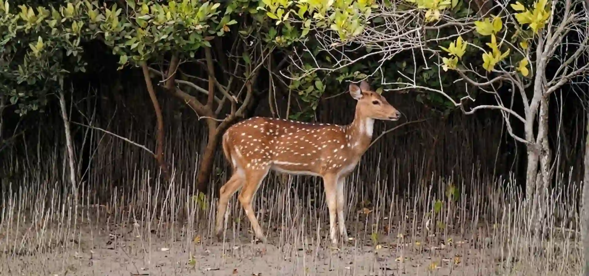 Beautiful Deer of Sundarban having a nice look