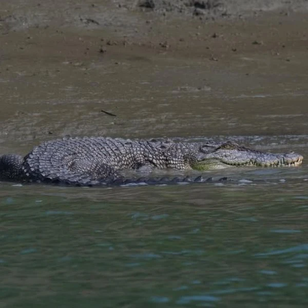 Crocodile in the Sundarban River