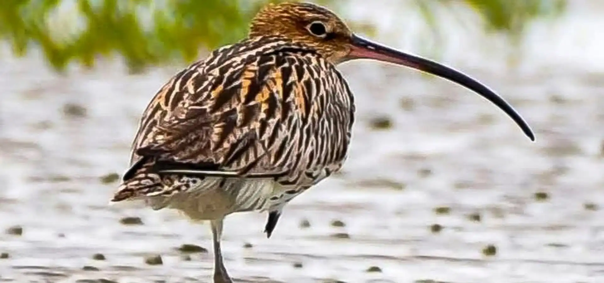 Eurasian curlew in Sundarban