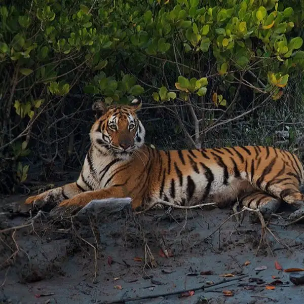 Resting Royal Bengal Tiger of Sunddarban