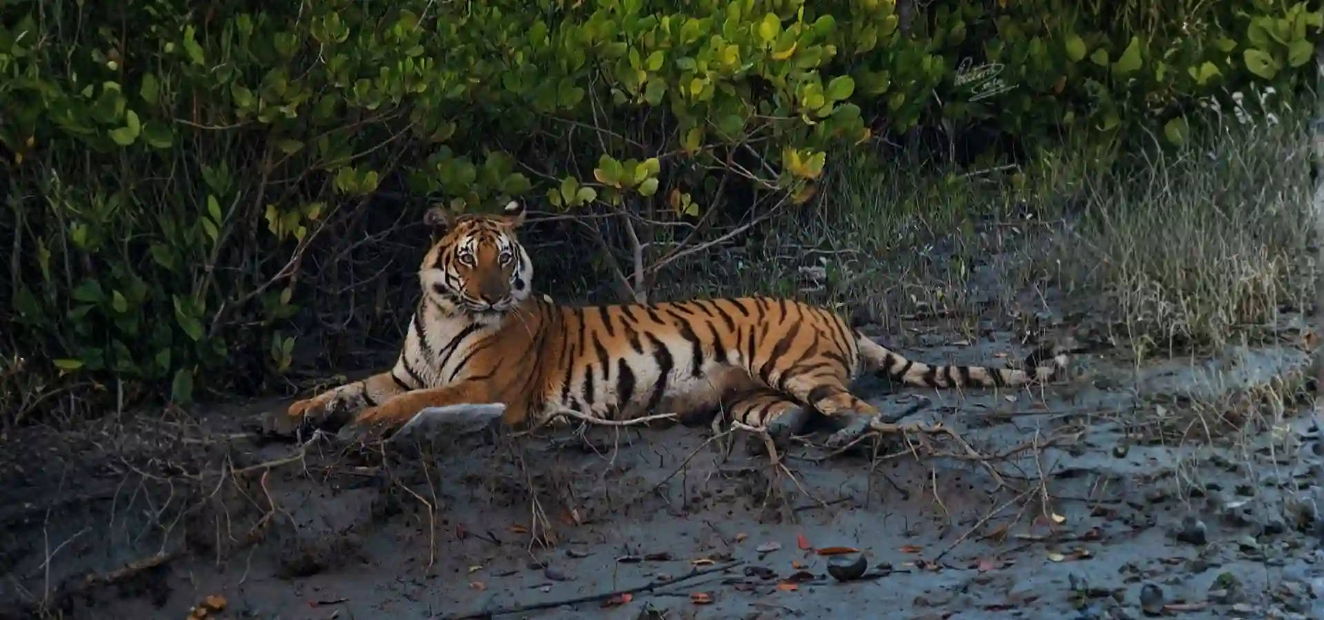 Royal Bengal Tiger Having rest in river beach