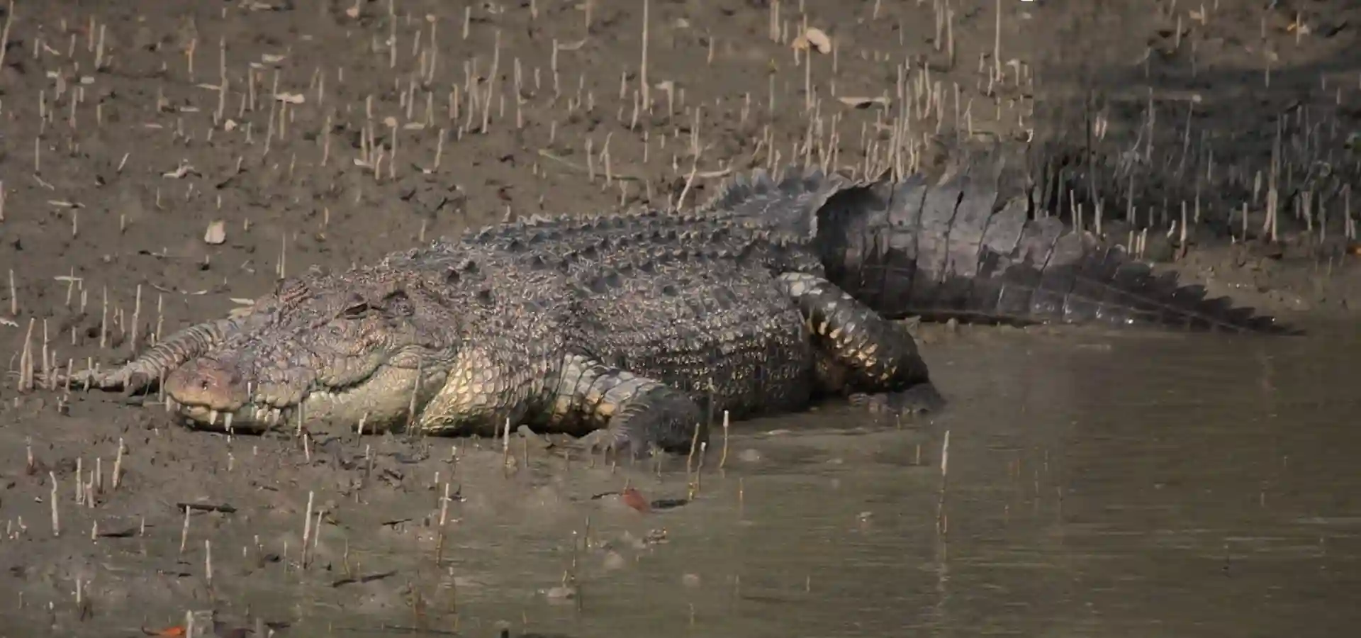 Sundarban Crocodile on the river beach