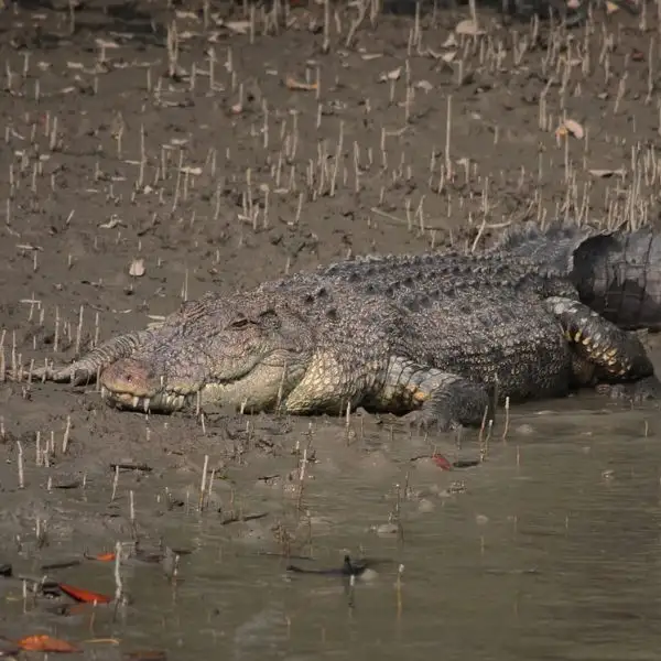 Sundarban Crocodile