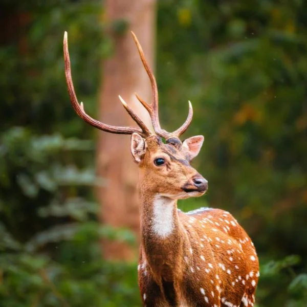 Sundarban Deer