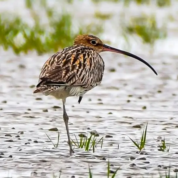 Sundarban Eurasian curlew
