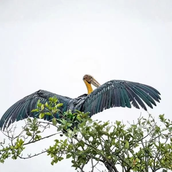 Sundarban Lesser Adjutant