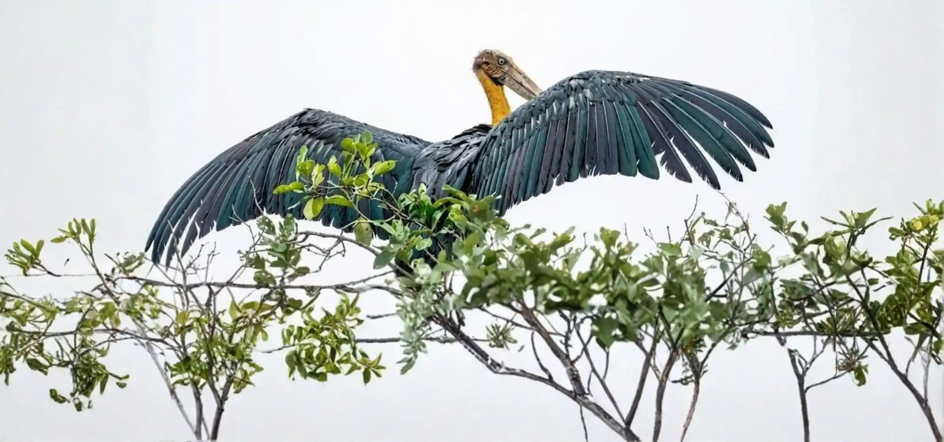 Sundarban Lesser Adjutant spreding his two wings