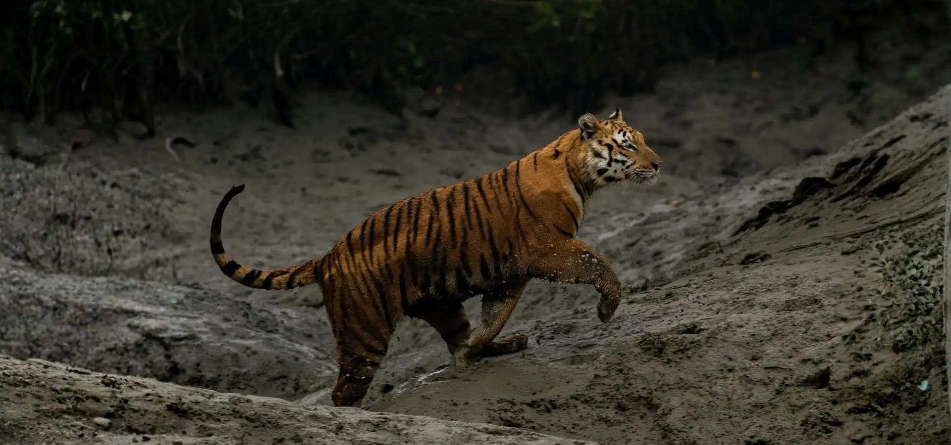 Sundarban Royal Bengal Tiger on the river beach