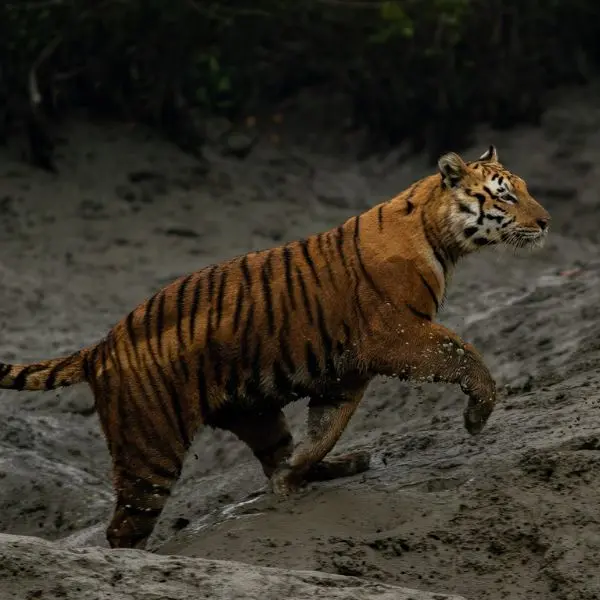 Sundarban Tiger