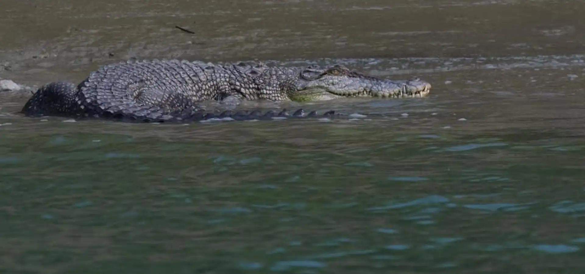 Sundarban Wild Crocodile