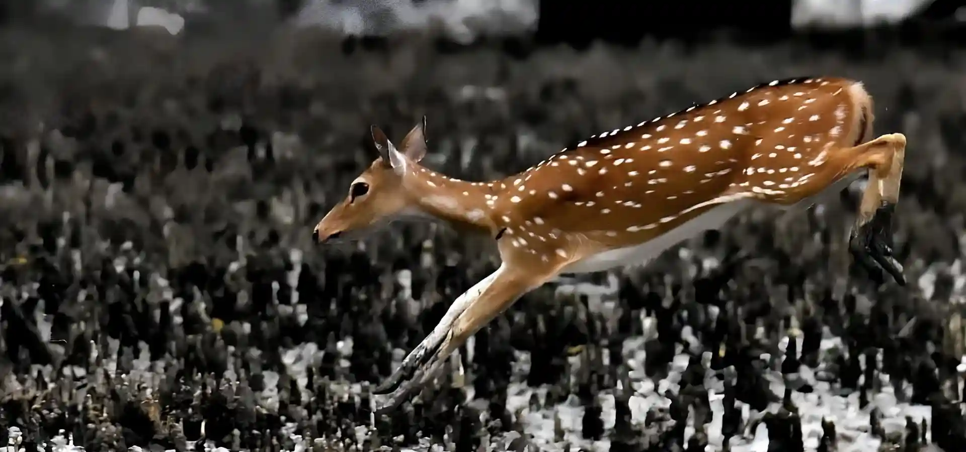 Sundarban deer Jumping on the river beach
